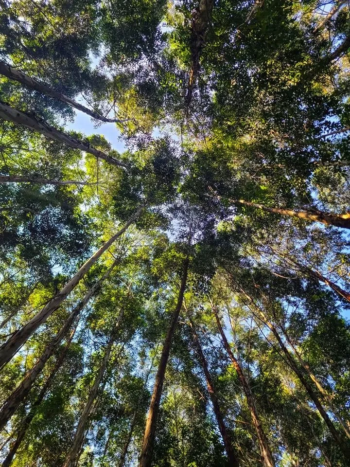 Sunlight filtering through the treetops